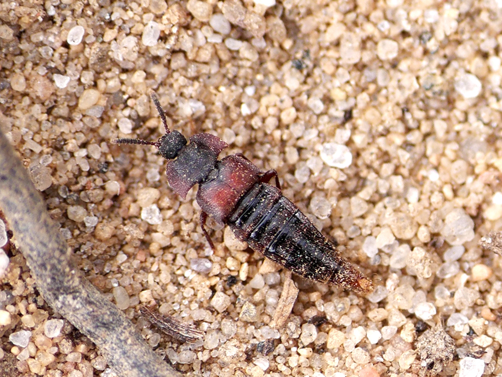 Dinarda maerkelii