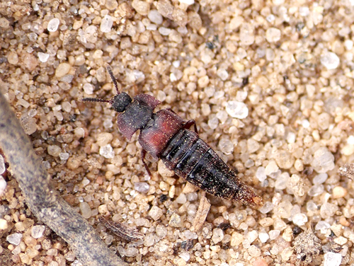 Dinarda maerkelii