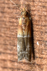 Moodna pallidostrinella