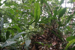 Anthurium gracile