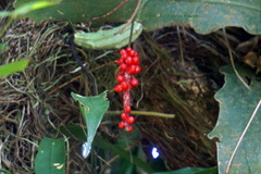 Anthurium gracile