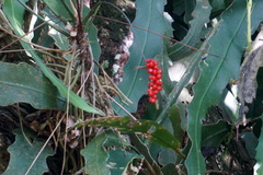 Anthurium gracile