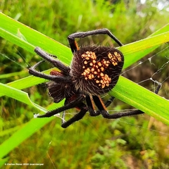 Eriophora ravilla