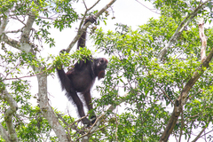 Pongo pygmaeus morio