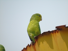 Forpus xanthopterygius