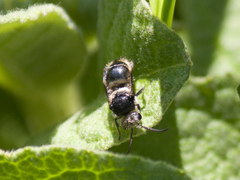 Hoplomutilla