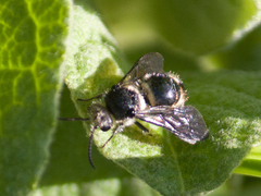 Hoplomutilla