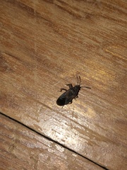 Arocatus melanocephalus