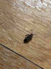 Arocatus melanocephalus