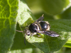 Hoplomutilla