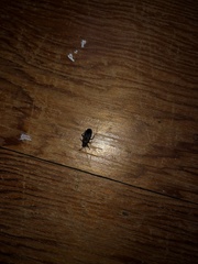 Arocatus melanocephalus