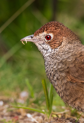 Dasyornis broadbenti