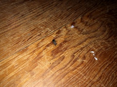 Arocatus melanocephalus