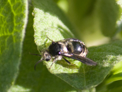 Hoplomutilla