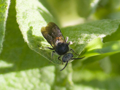 Hoplomutilla