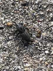 Sphenophorus coesifrons
