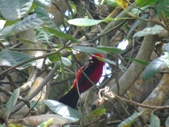 Ramphocelus bresilius