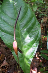 Anthurium