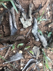 Compsocryptus texensis