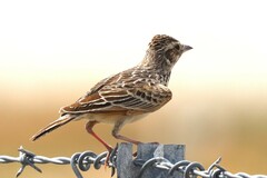 Mirafra javanica