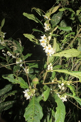 Solanum cornifolium