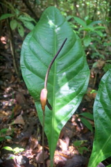 Anthurium