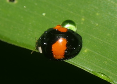 Coelophora biplagiata