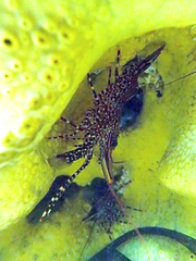 Rhynchocinetes typus