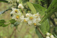Solanum cornifolium