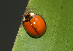 Coelophora biplagiata