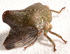 Telamona monticola