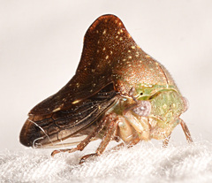 Telamona monticola