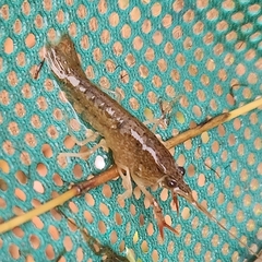 Procambarus acutus