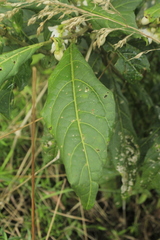 Solanum cornifolium
