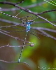 Lestes eurinus