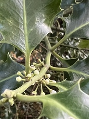 Ilex aquifolium