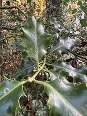 Ilex aquifolium