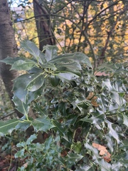 Ilex aquifolium