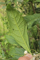 Solanum cornifolium
