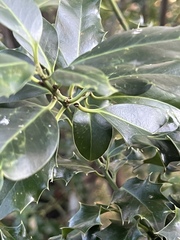 Ilex aquifolium