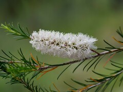 Melaleuca armillaris armillaris