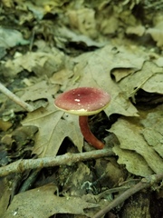 Gyroporus purpurinus