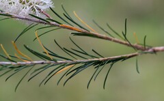Melaleuca armillaris armillaris