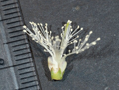 Melaleuca armillaris armillaris