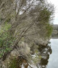 Melaleuca armillaris armillaris