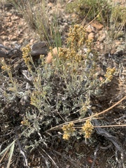 Artemisia arbuscula