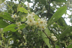 Solanum cornifolium