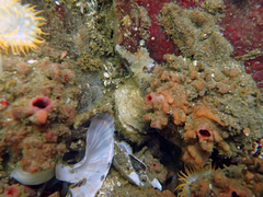 Pyura chilensis