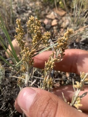 Artemisia arbuscula