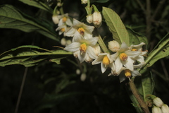 Solanum cornifolium